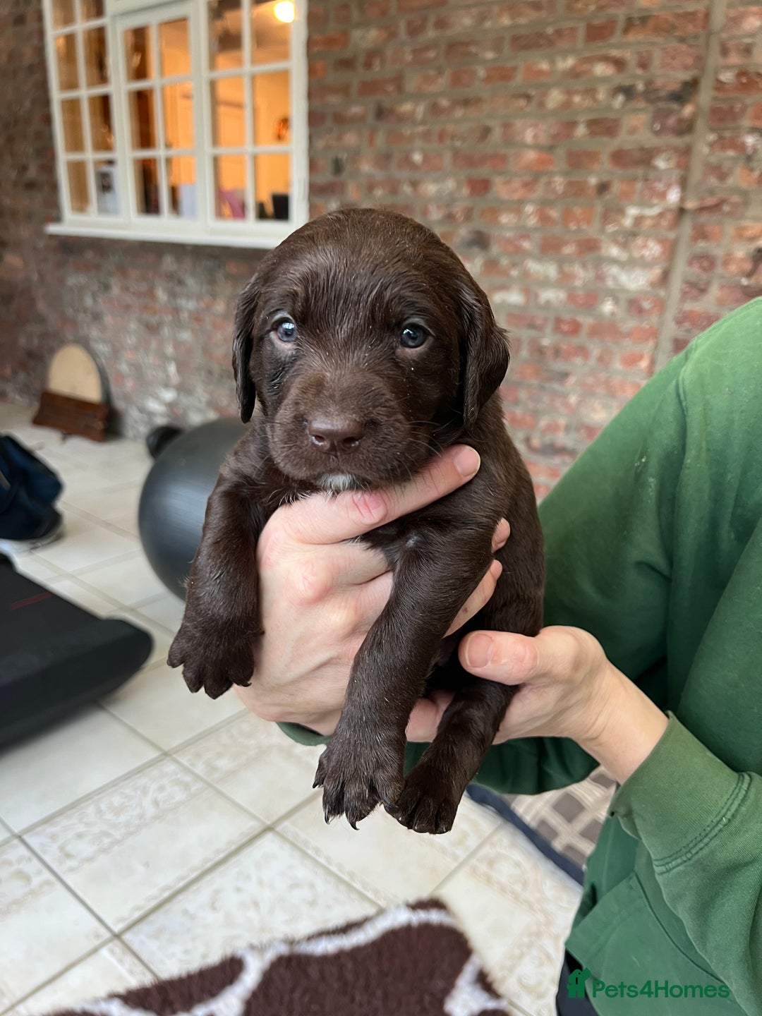 Springador dogs for sale: Quality Springadors: Health Tested, Working Lines - Advert 7