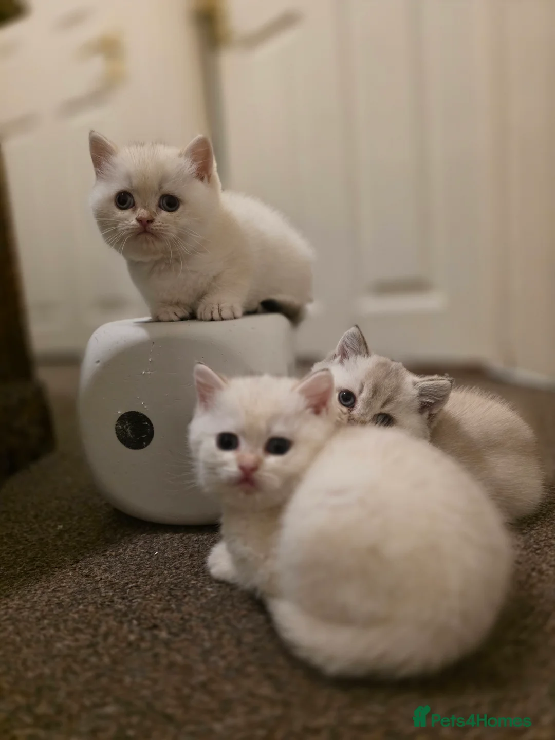 British Shorthair cats for sale: B.Shorthair Kittens Raised in a Loving Family Home - Advert 6