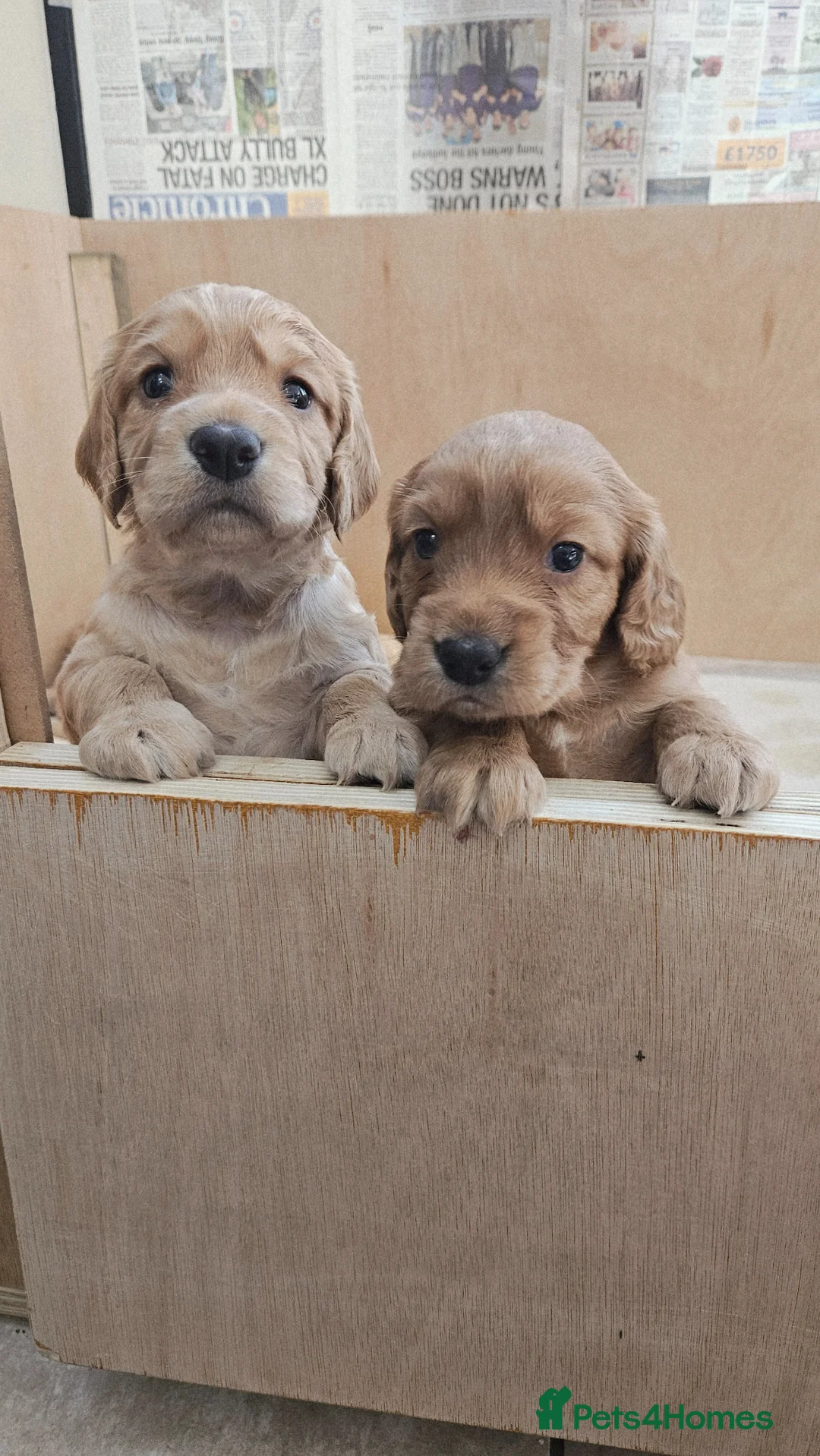 Cocker Spaniel dogs for sale: Working cocker spaniel pups  - Advert 1