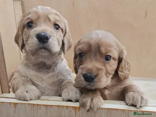 Cocker Spaniel dogs Working cocker spaniel pups - Advert 1