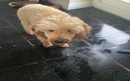 Cavapoo dogs for sale: F1 cavapoo puppies 2 girls 1 boy available now  - Image 6