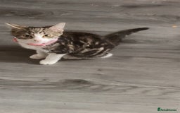 Mixed Breed cats for sale: Tabby kittens  - Image 3