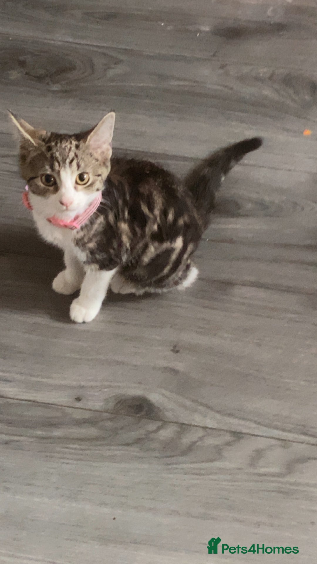 Mixed Breed cats for sale: Tabby kittens  - Image 3