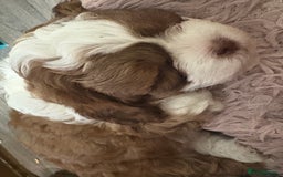 Shihpoo dogs for sale: Lovey shipooh pups  - Image 11