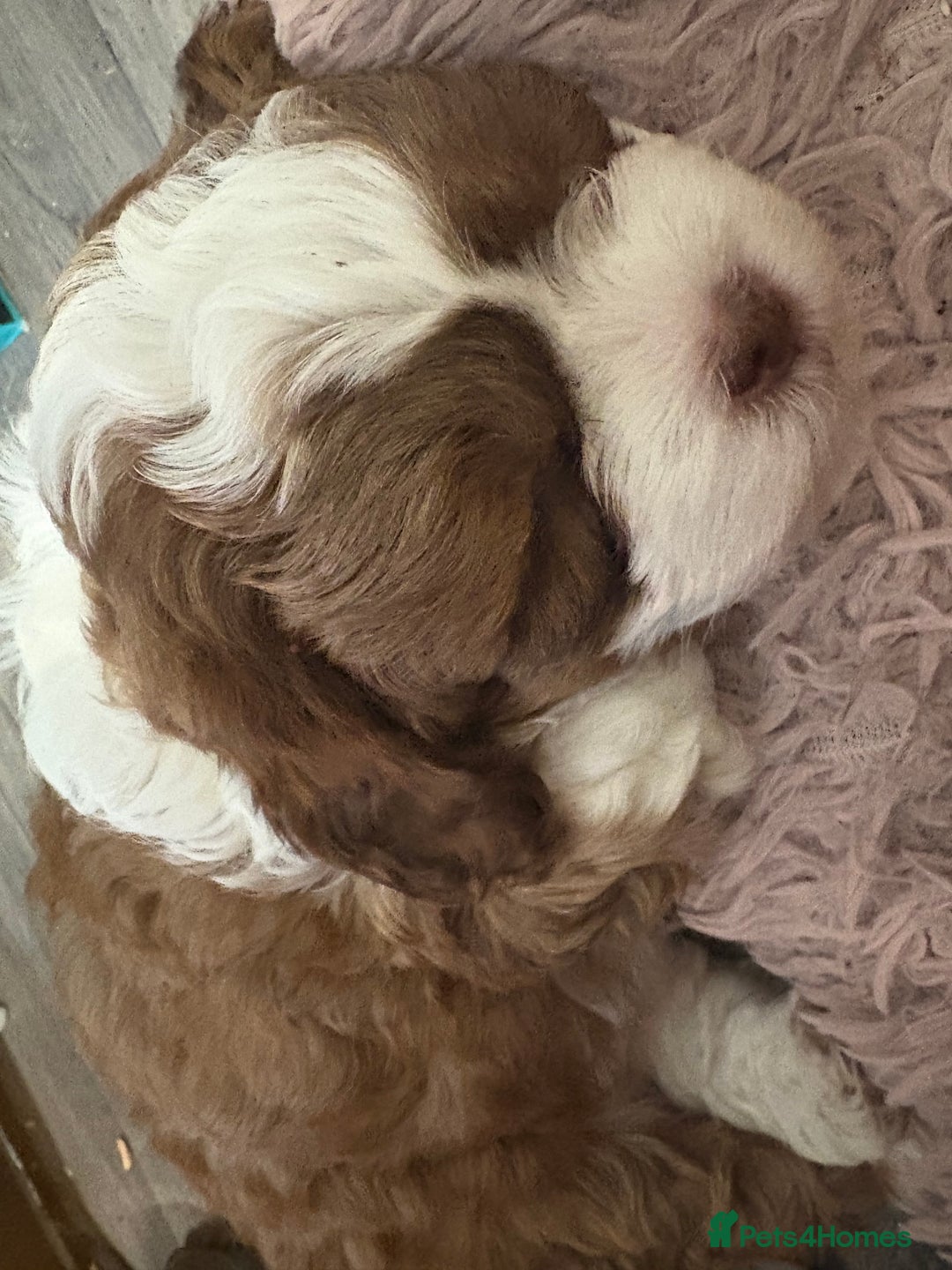 Shihpoo dogs for sale: Lovey shipooh pups  - Image 11