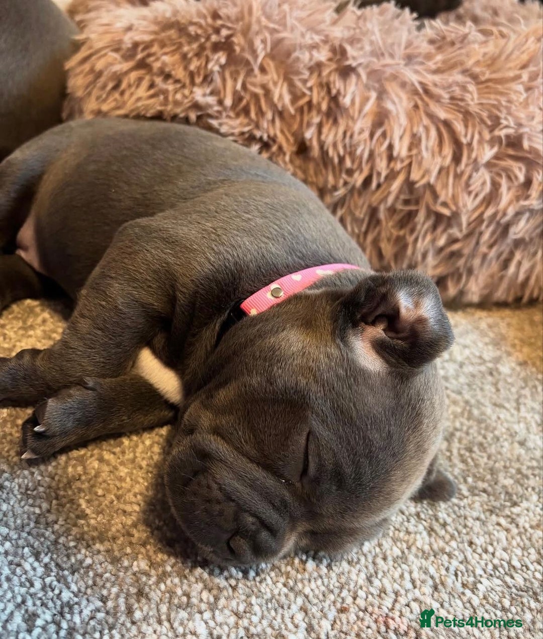 Staffordshire Bull Terrier dogs for sale: KC blue Staffordshire bull terrier puppies  - Advert 16