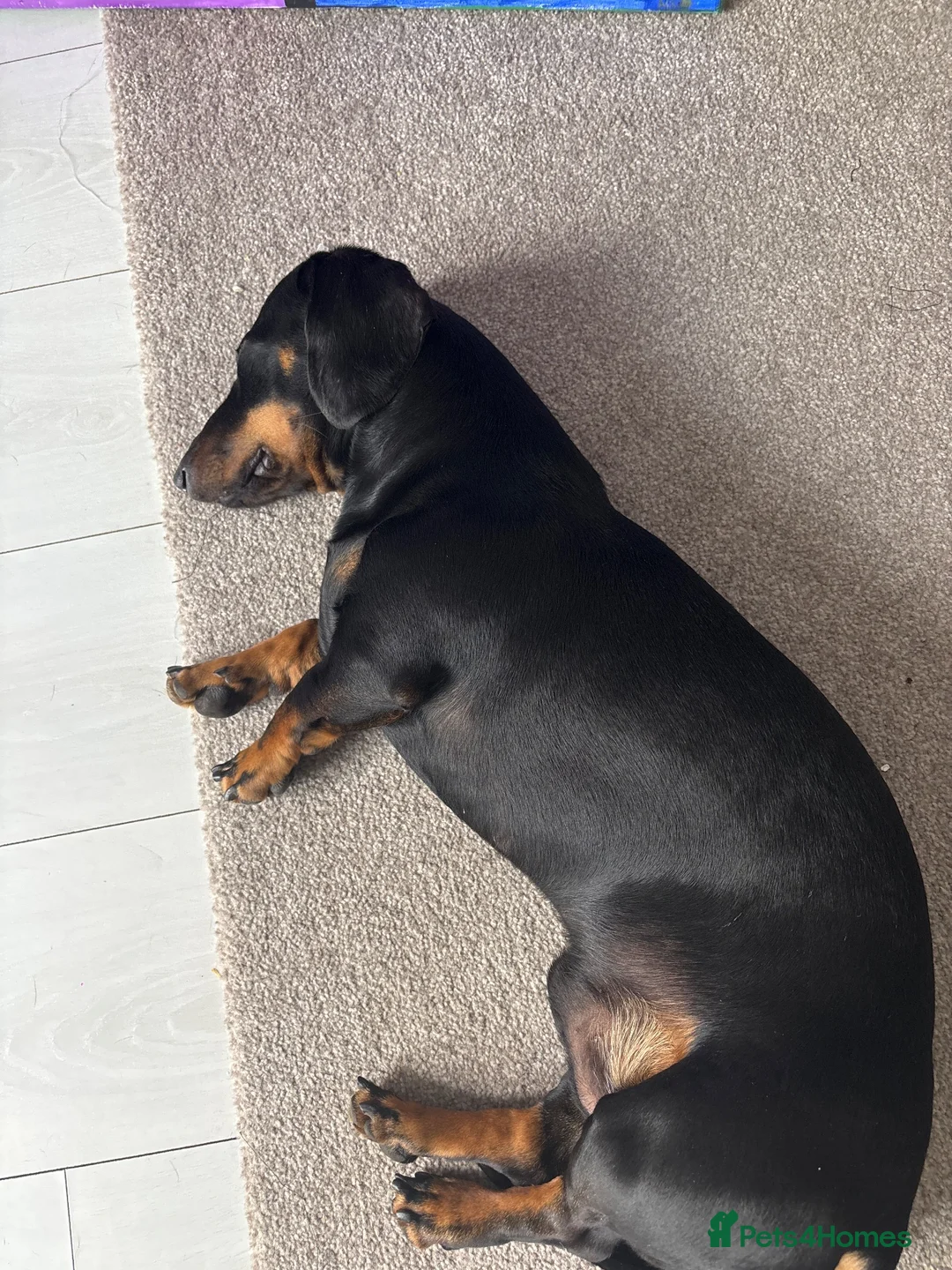 Dachshund dogs for stud: Mr Prince Ben  - Advert 2