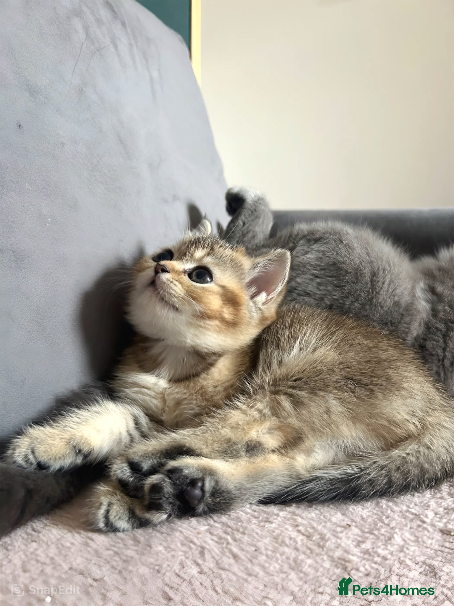 British Shorthair cats ONE LAST GORGEOUS BSH GIRL 🩷 - Advert 1