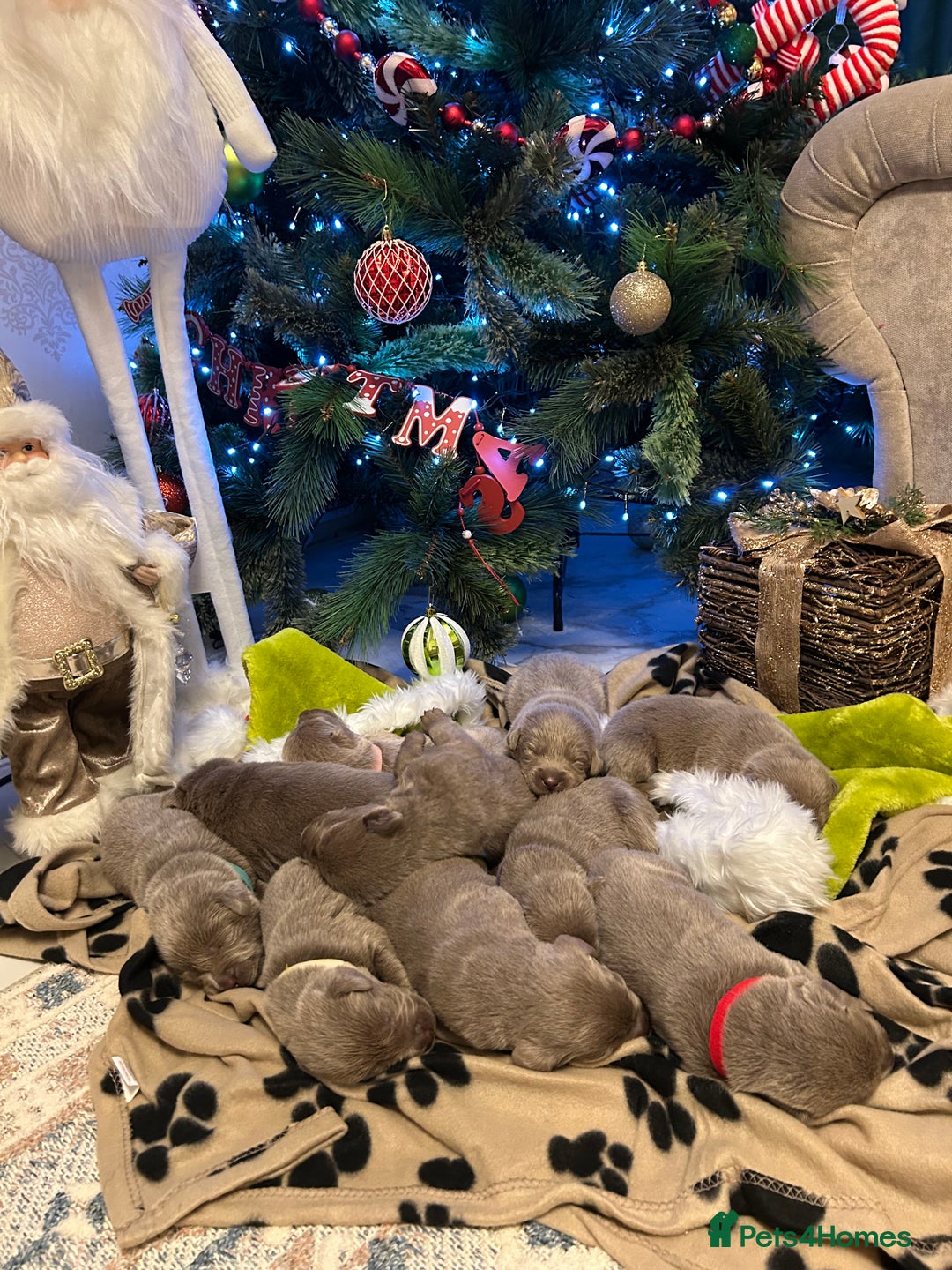 Labrador Retriever dogs for sale:  Silver Labrador retriver - Advert 2