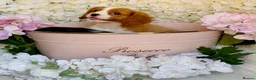 Cavalier King Charles Spaniel dogs for sale: Health tested parents vet checked/vaccinated - Advert 3