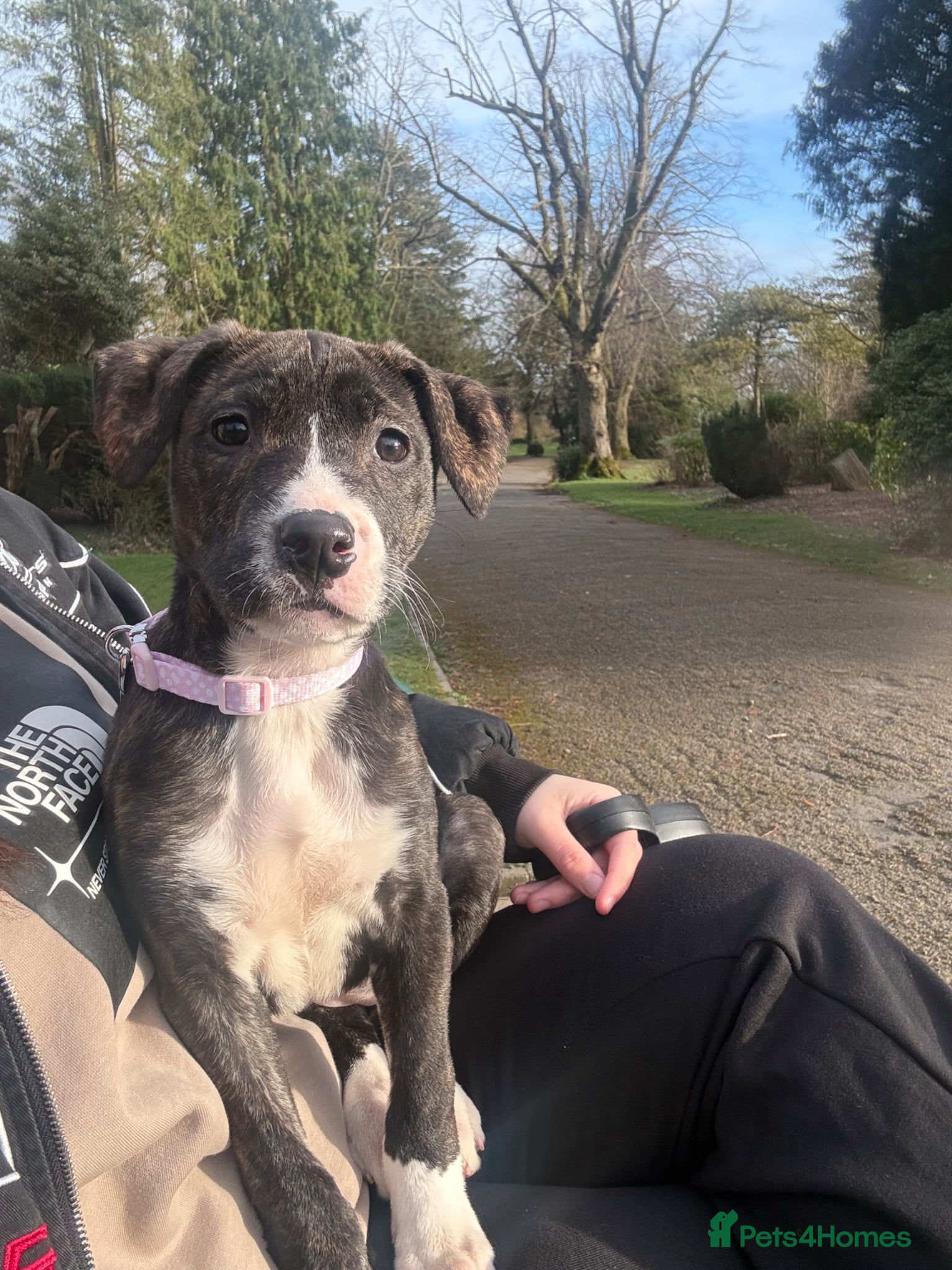 Staffordshire Bull Terrier dogs One brindle Female pup - Advert 15