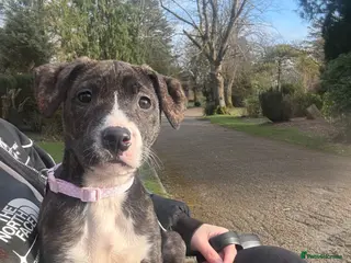 Staffordshire Bull Terrier dogs One brindle Female pup - Advert 15