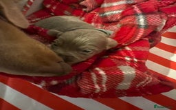 Chiweenie dogs for sale: Cheweenie - Image 30