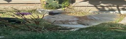 Chickens poultry for sale: Silkie chicks hatching eggs NOW - Advert 5