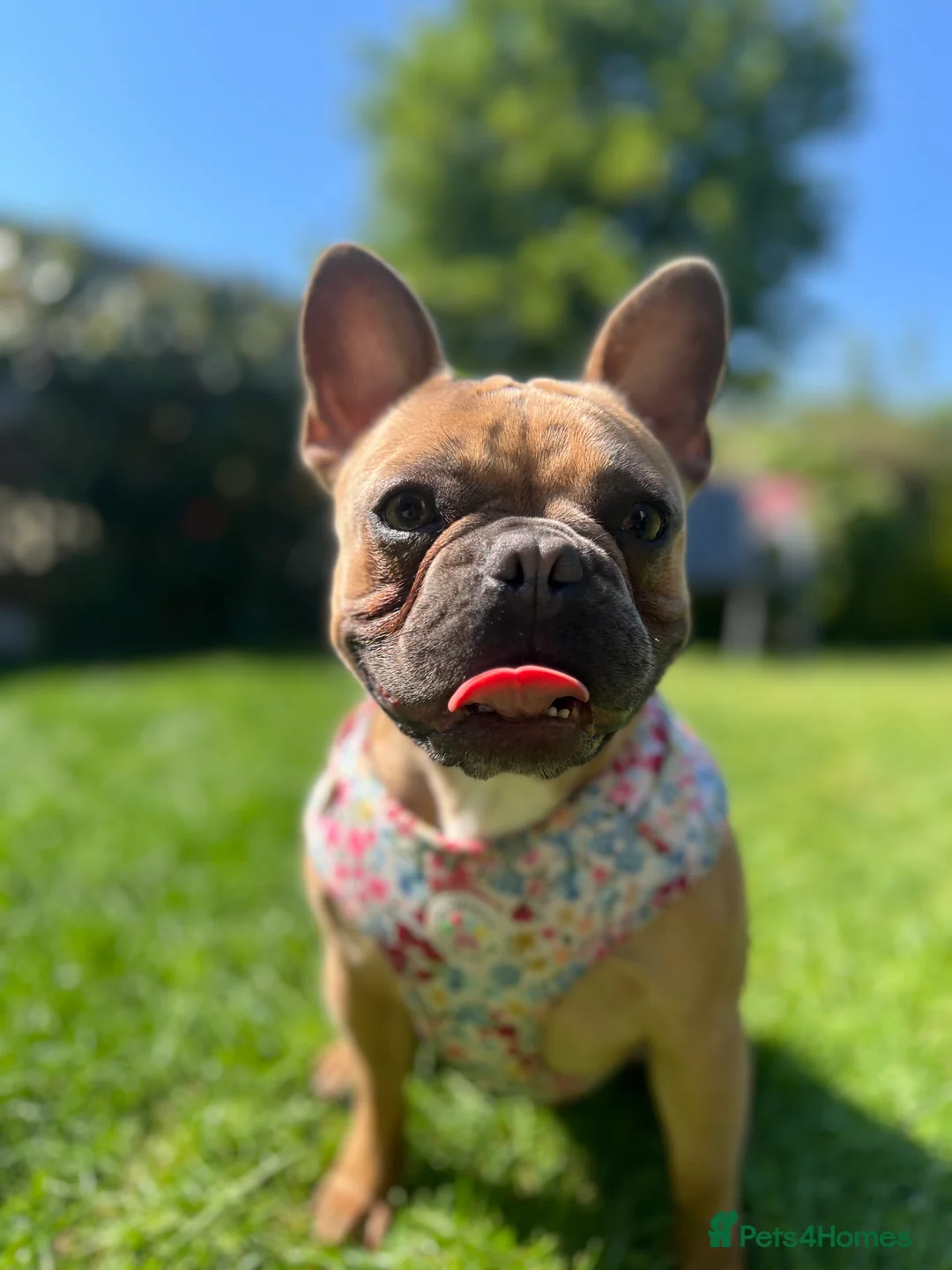 French Bulldog dogs for sale: 2yr old frenchie girl  - Advert 11