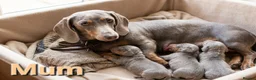 Miniature Dachshund dogs for sale: 🩷MINIATURE Dachshund babies🩷 - Advert 3