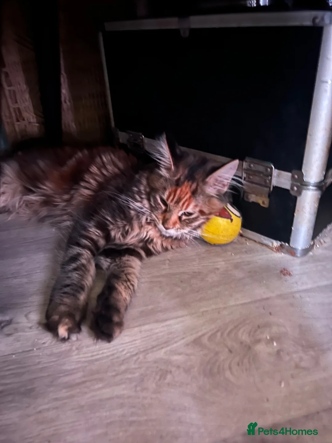 Maine Coon cats for sale: Last purebred MC female kitten  - Advert 2
