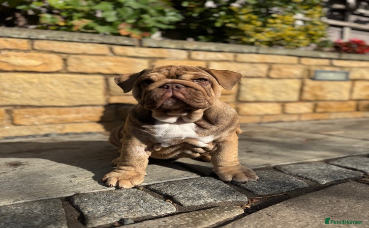 English Bulldog dogs - Advert 3