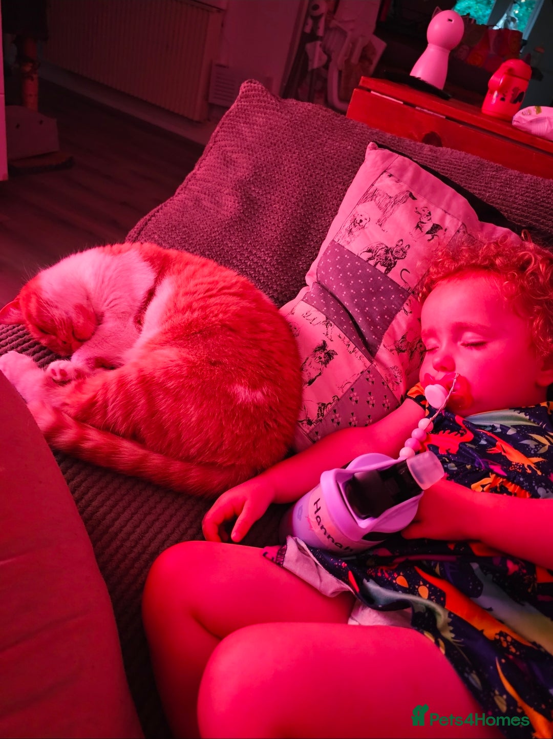 British Shorthair cats for sale: ginger female British short hair ❤️❤️ - Image 6