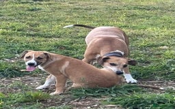 Mixed Breed dogs for sale: Lurcher, Collie X - Image 9