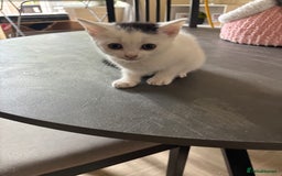 Mixed Breed cats for sale: Kittens for sale - Image 14