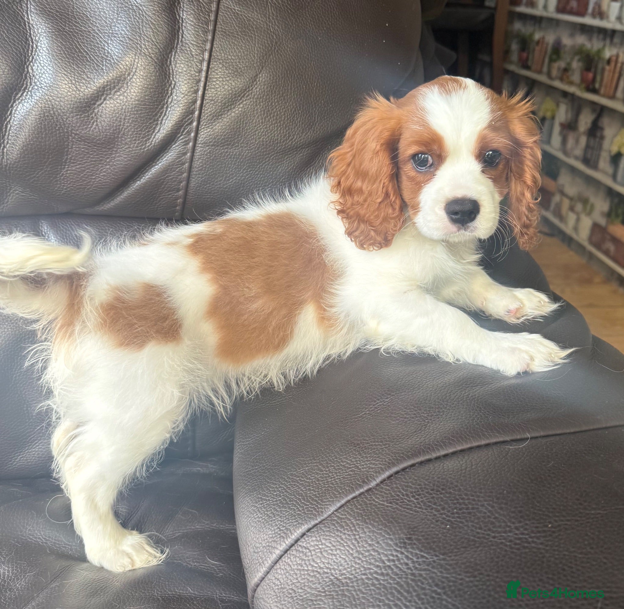 Cavalier King Charles Spaniel dogs Big fluffy boy(2.6kg) available  - Advert 1