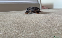 Dachshund dogs for sale: We have 6 beautiful dachshund puppy’s  - Image 4