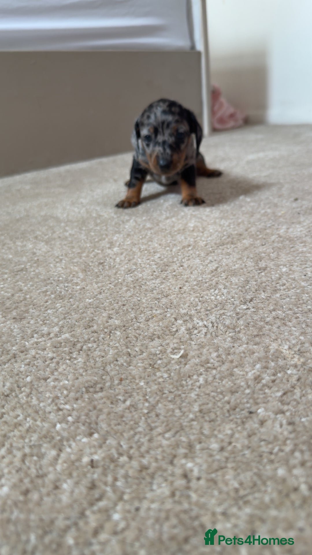 Dachshund dogs for sale: We have 6 beautiful dachshund puppy’s  - Image 4