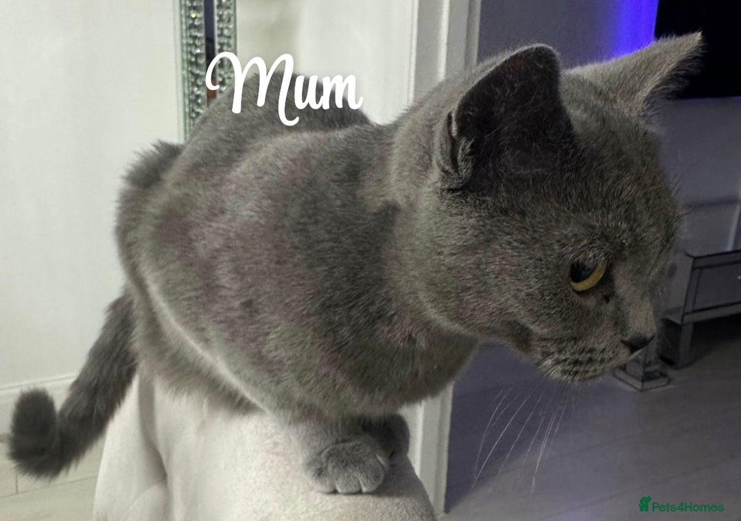 British Shorthair cats for sale: ✨Pure bred  chunky British shorthairs ✨ - Image 13