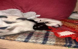 Siamese cats for sale: Half seal point Siamese mix breed. - Image 2