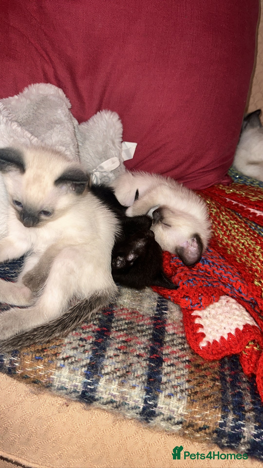 Siamese cats for sale: Half seal point Siamese mix breed. - Image 2