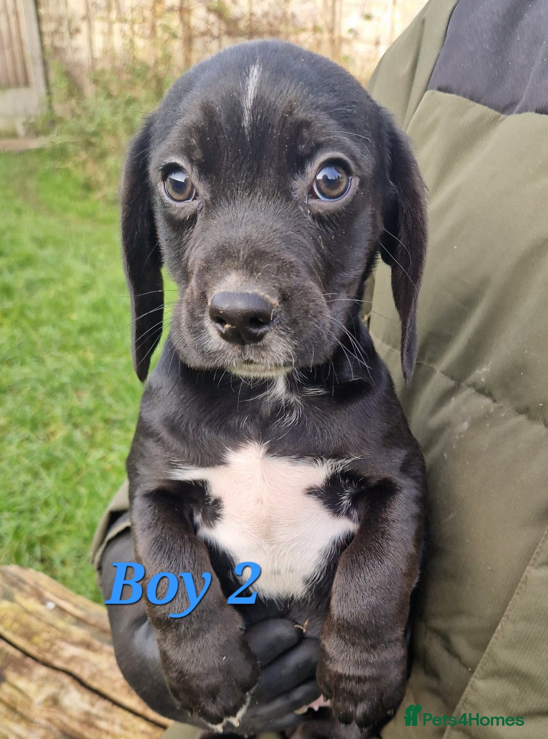 Bocker dogs for sale: Beautiful Bocker puppies - Advert 12