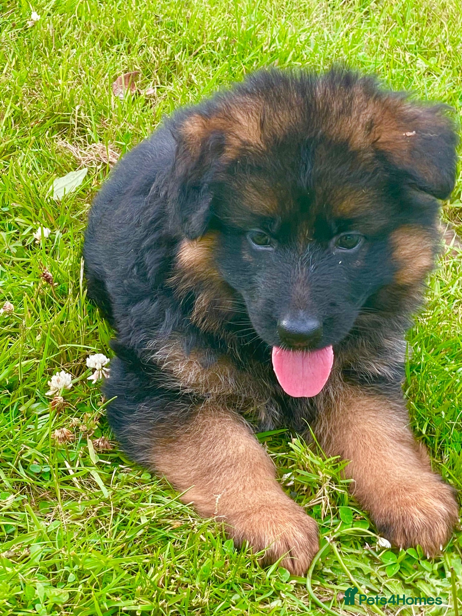 German Shepherd dogs Gorgeous female long coat German Shepherd  - Advert 1