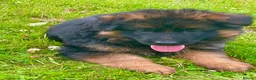 German Shepherd dogs for sale: Gorgeous female long coat German Shepherd  - Advert 1