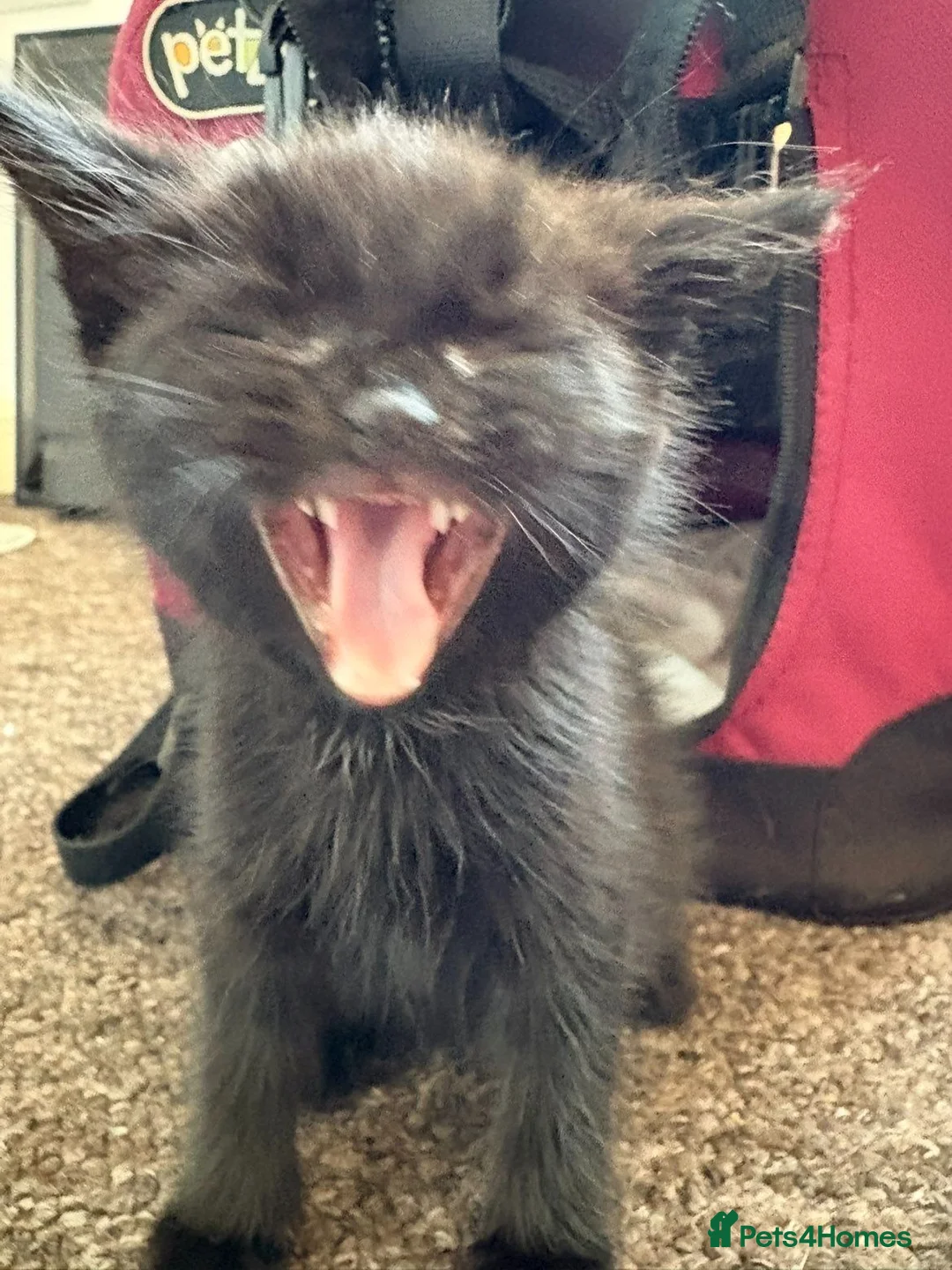 Mixed Breed cats for sale: Fully black little girl in Teignmouth - Advert 6