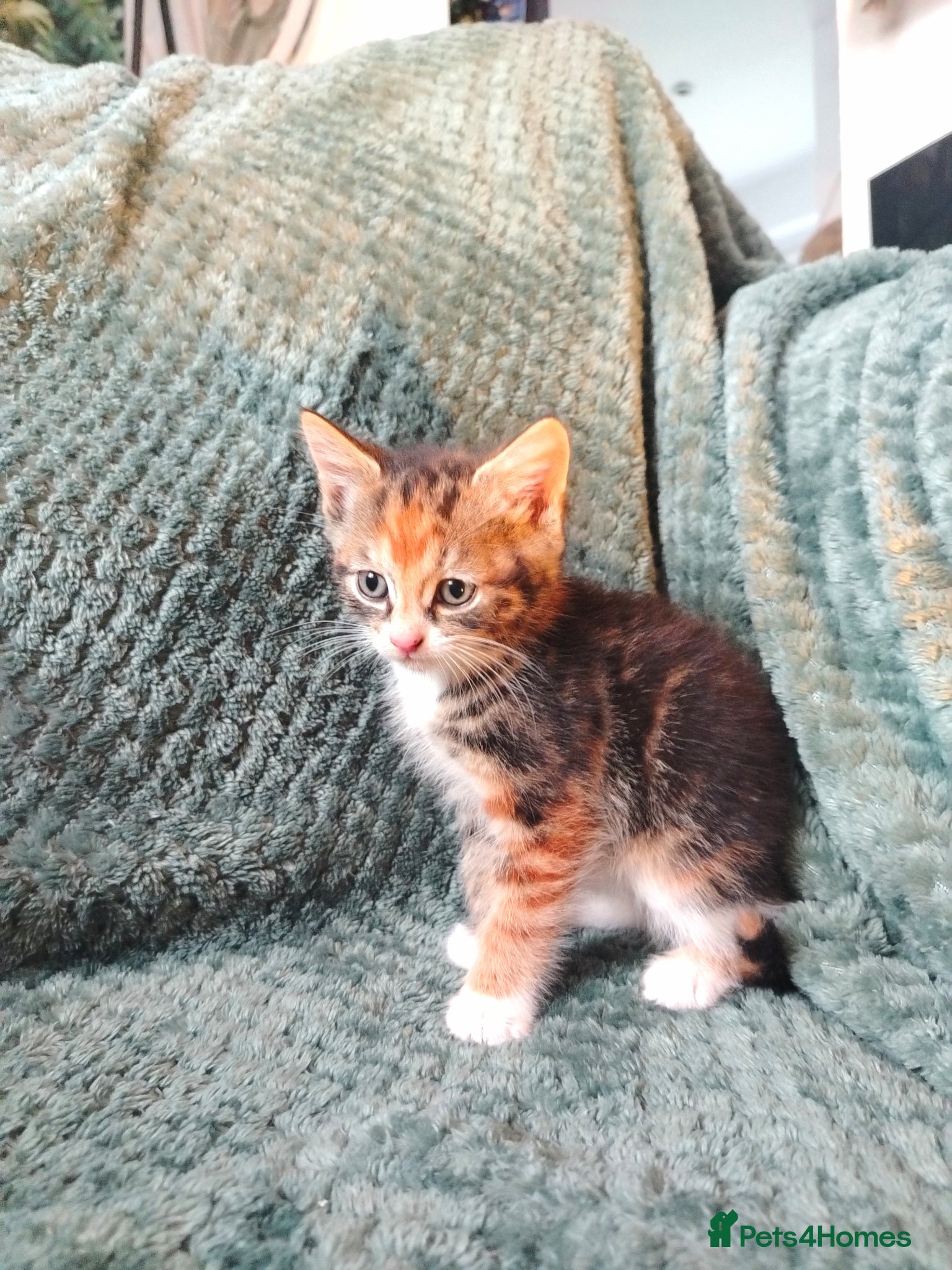 Mixed Breed cats for sale: Female tabby kittens - Advert 3