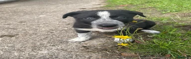 Border Collie 1