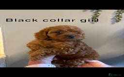 Cockapoo dogs for sale: Red F1 toy cockapoo puppies - Image 13