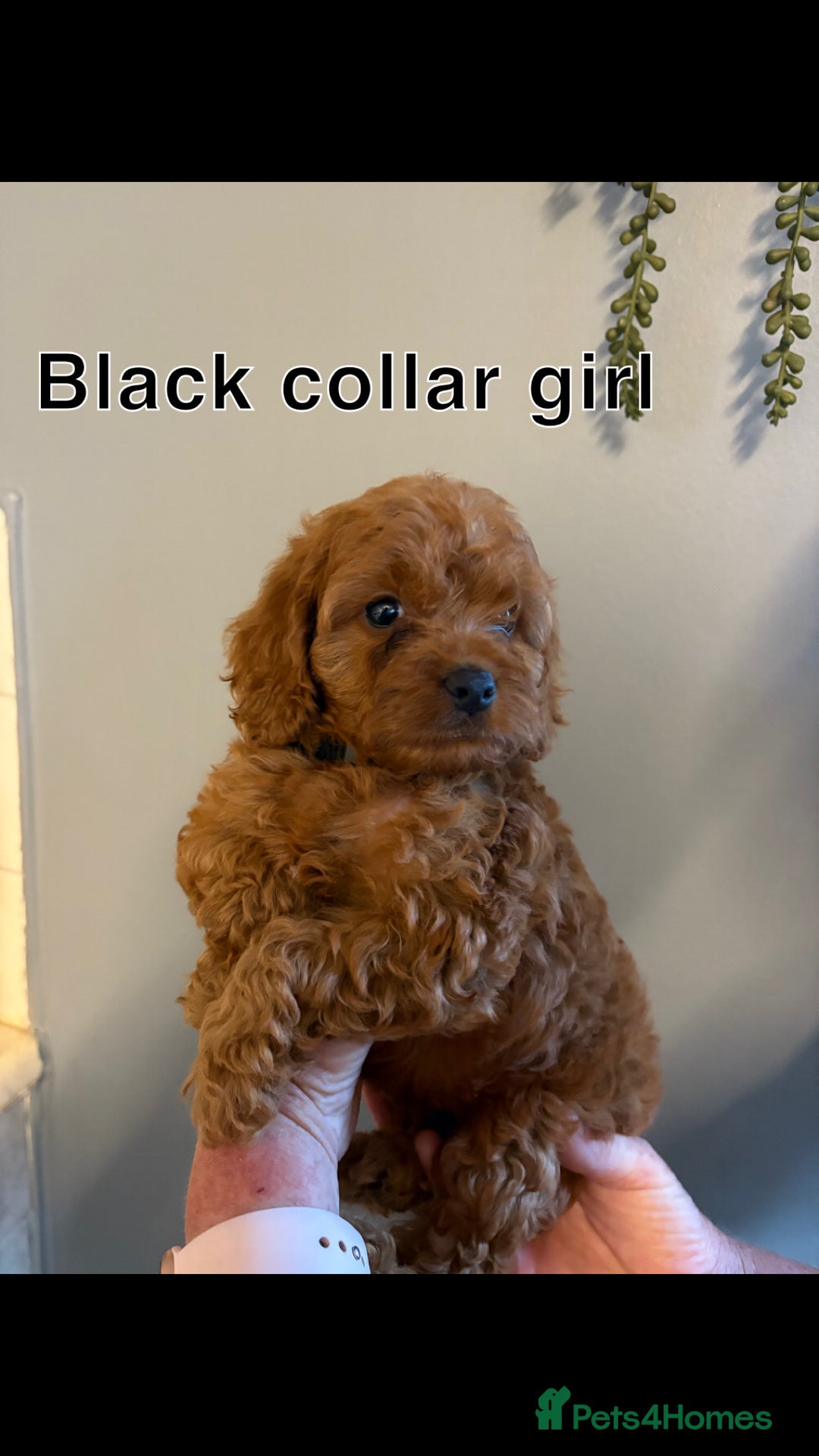 Cockapoo dogs for sale: Red F1 toy cockapoo puppies - Image 13