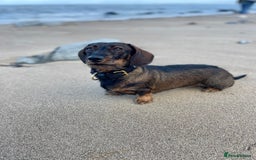 Miniature Dachshund dogs for sale: Miniature Wire Haired Dachshund Puppies - Image 7