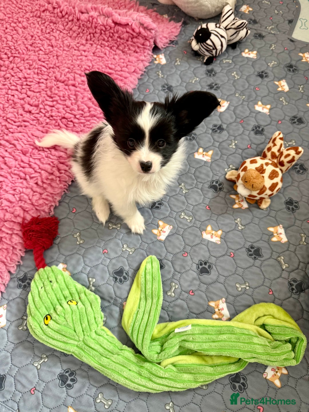 Papillon dogs for sale: KC reg hereditary clear papillon puppy for sale - Advert 15