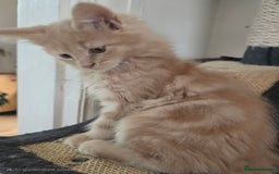 Maine Coon cats for sale: Beautiful Maine coon kittens  - Image 23