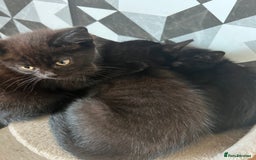 European cats for sale: Kittens  - Image 1