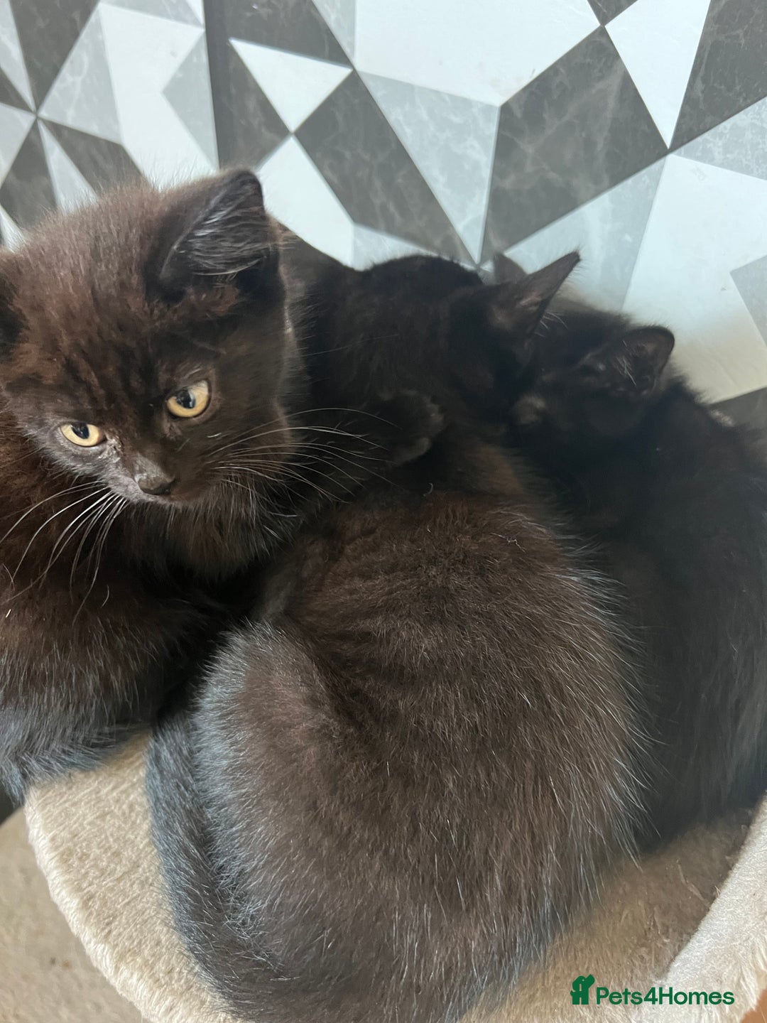 European cats for sale: Kittens  - Image 1