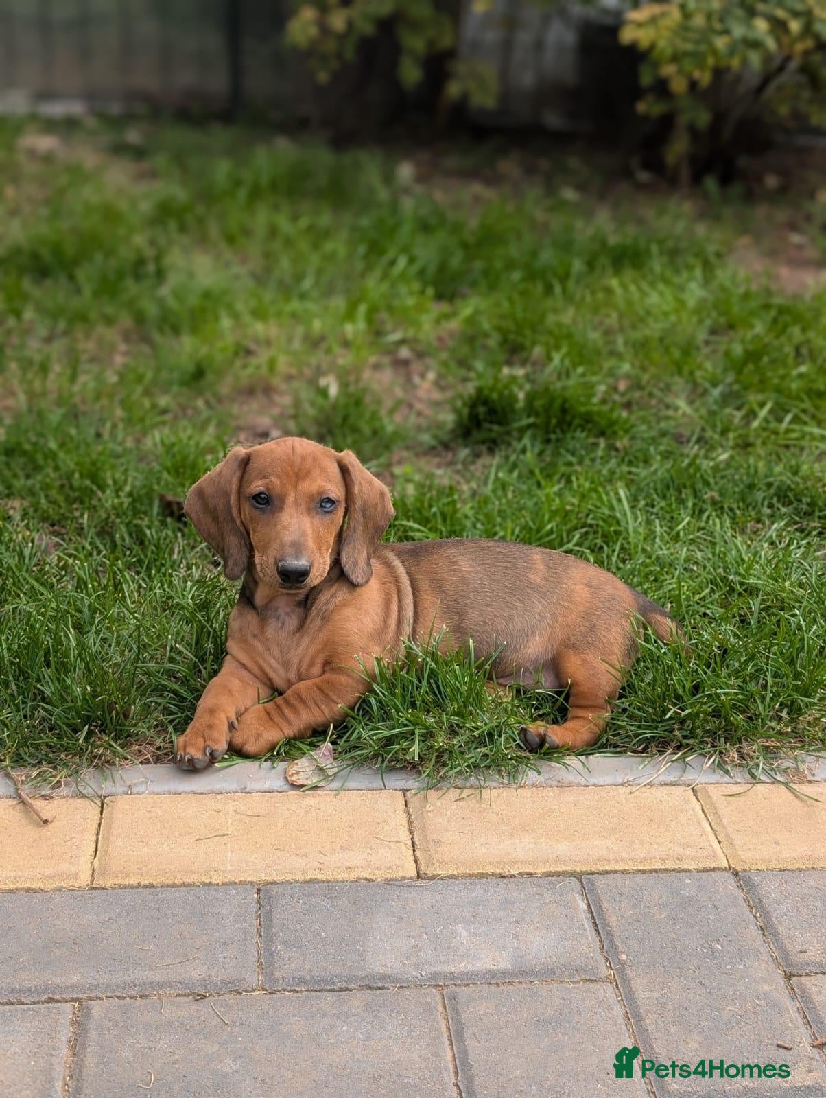 Dachshund dogs Champion Bloodline Standard Dachshund - Advert 2