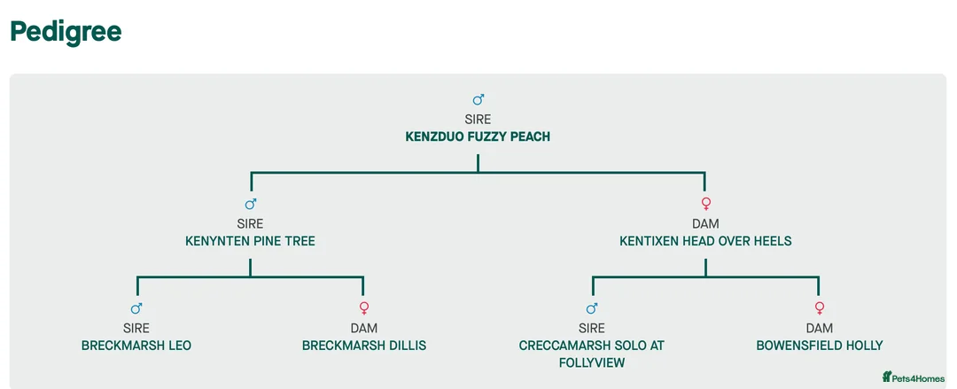 English Springer Spaniel dogs for stud: KC registered English Springer Spaniel Stud in Sandbach - Advert 6