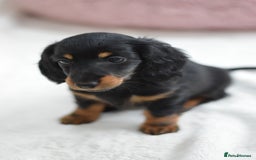 Miniature Dachshund dogs for sale: Gorgeous Longhair Miniature Dachshund Girls - Image 17