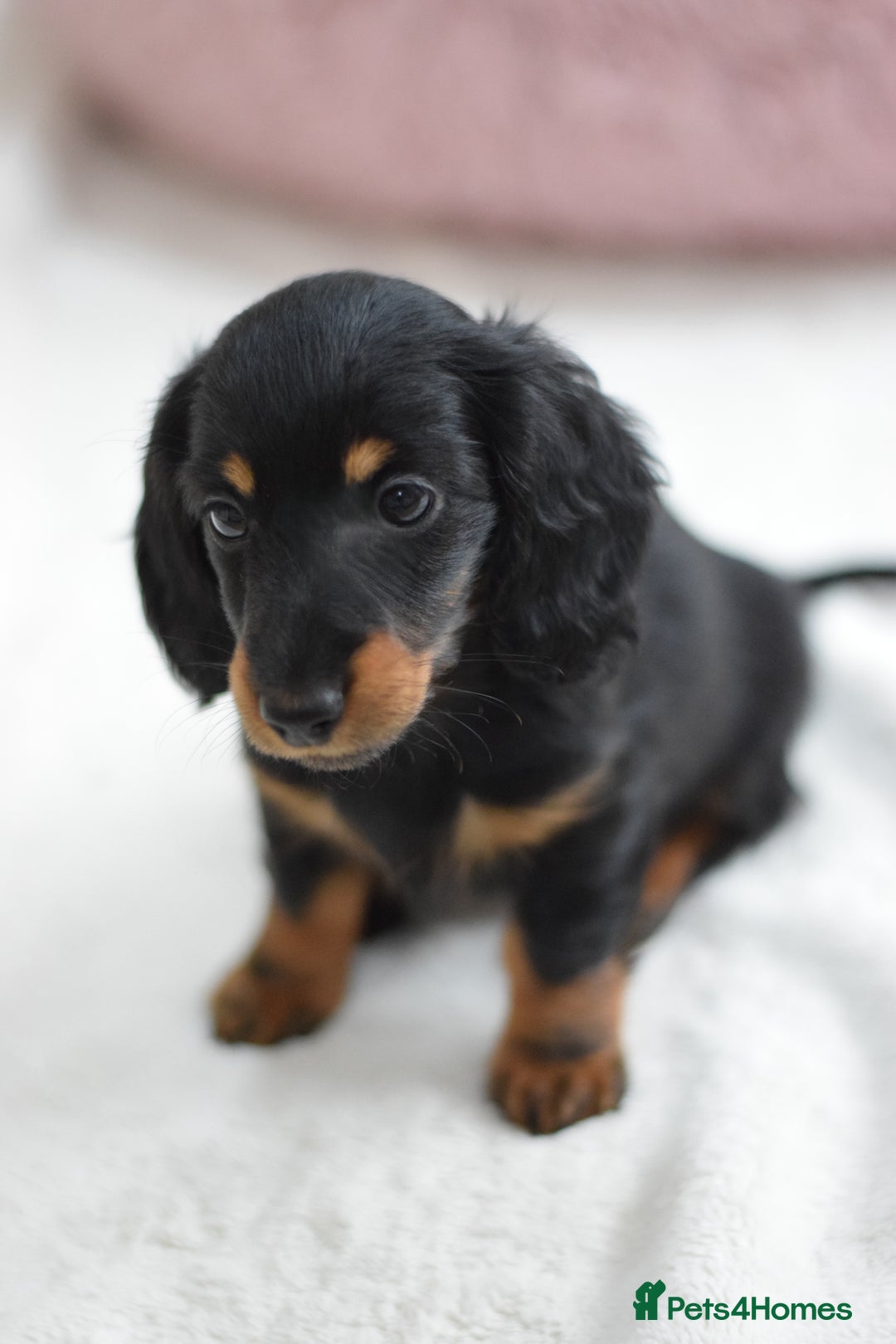 Miniature Dachshund dogs for sale: Gorgeous Longhair Miniature Dachshund Girls - Image 17