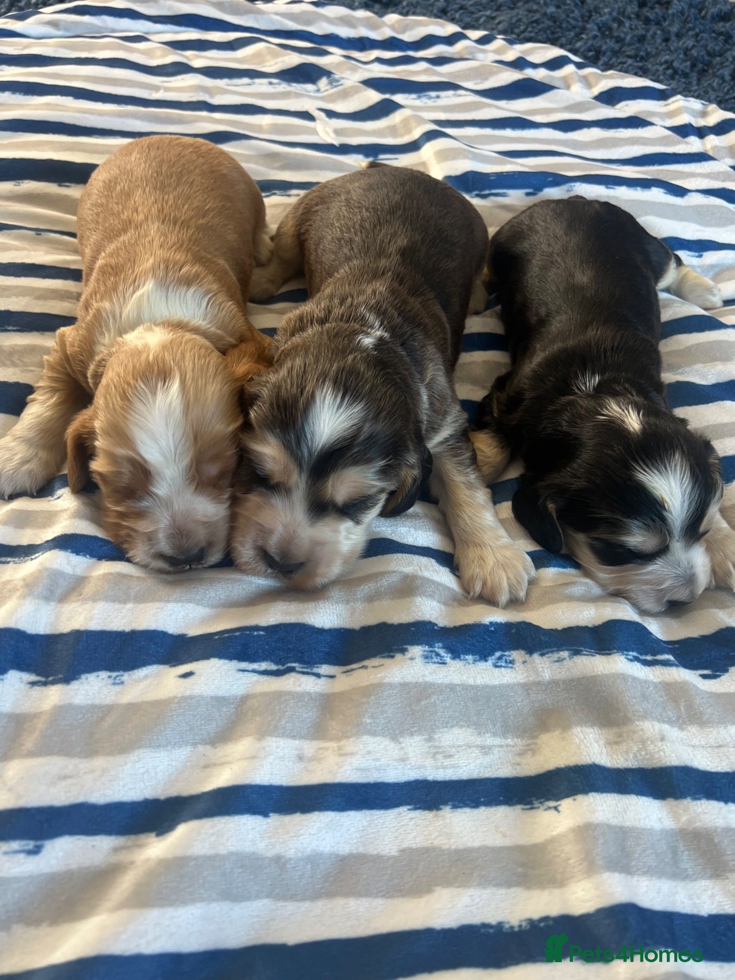 Cocker Spaniel dogs Show type KC reg health tested. Boys available  - Advert 2