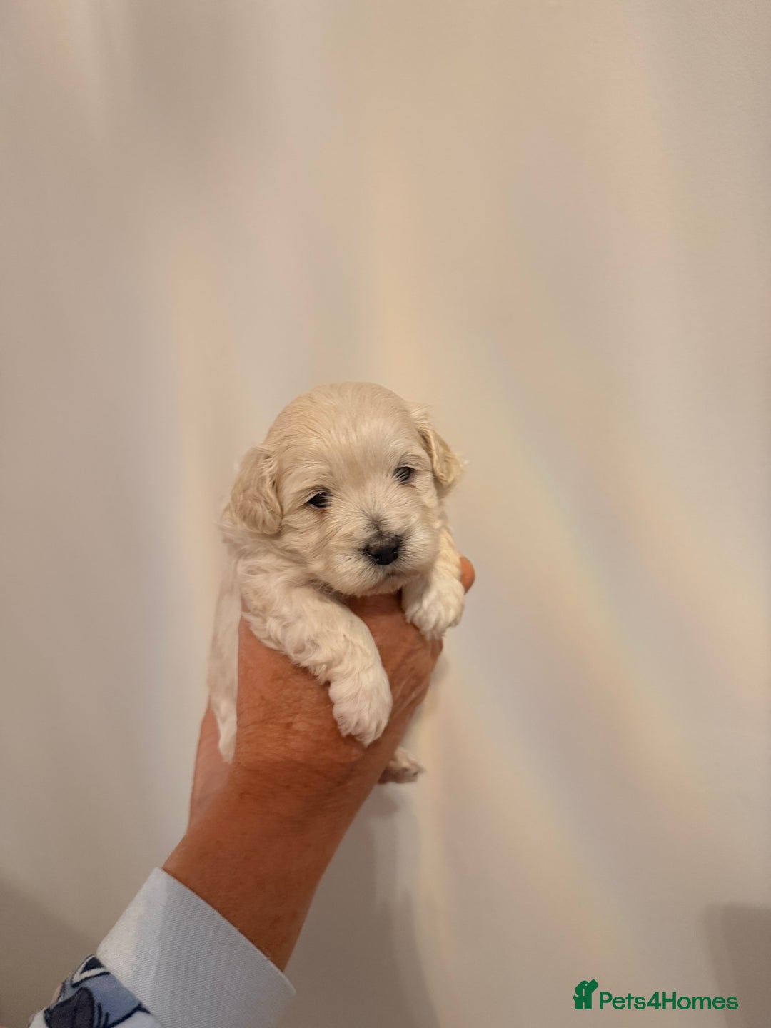 Maltipoo dogs for sale: Maltipoo puppies  - Advert 6